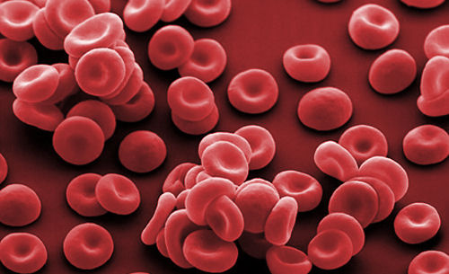 Red blood cells. Coloured scanning electron micrograph (SEM) of red blood cells (erythrocytes). Red blood cells are biconcave, disc-shaped cells that transport oxygen from the lungs to body cells. They circulate around the body in the blood and also remove carbon dioxide to the lungs for exhalation. Their red colour comes from the oxygen-carrying protein haemoglobin. Red blood cells are the most abundant cell in the blood. They have no nucleus and are about 7 micrometres in diameter. Magnification: x1650 when printed 10 centimetres wide.