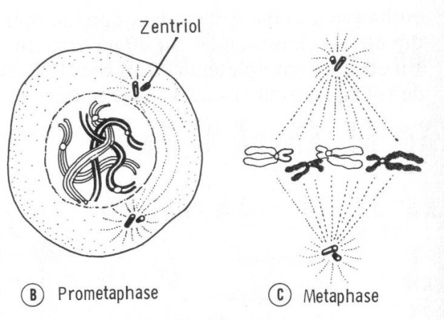 Was Passiert In Der Metaphase Mitose und Zellteilung