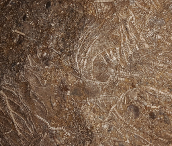 fossile wirbellose meinstein.ch