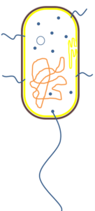bakterium schematisch