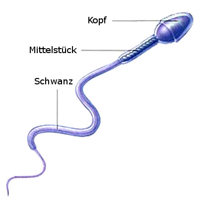 spermium