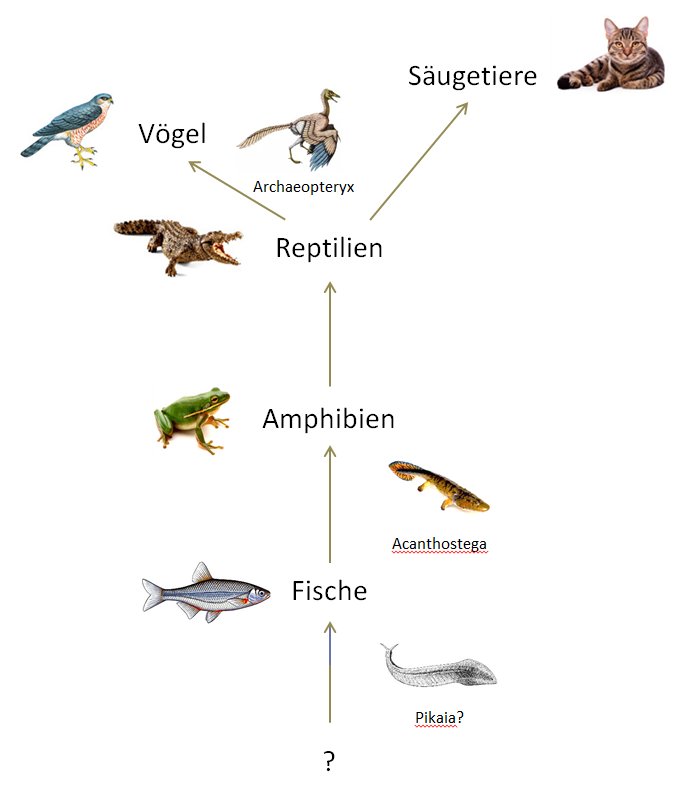 evolution der wirbeltiere