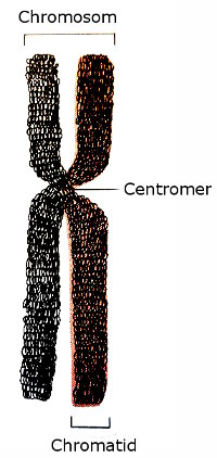 chromosom schematisch