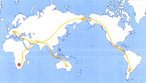 migration von hono sapiens