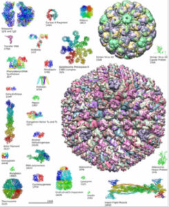  Zusammenfassung der favoritisierten Aminosäure protein