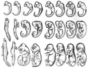 baer embryos