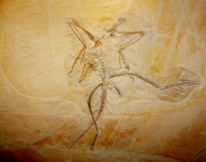 archaeopteryx das zehnte exemplar